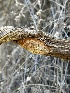  ( - HAY-F-002695)  @11 [ ] c (2023) Rudy Diaz Fungal Diversity Survey
