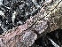  (Amphistereum - HAY-F-002665)  @11 [ ] c (2023) Rudy Diaz Fungal Diversity Survey