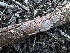  ( - HAY-F-002665)  @11 [ ] c (2023) Rudy Diaz Fungal Diversity Survey