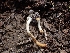  ( - HAY-F-003662)  @11 [ ] by-nc (2023) Sadie Hickey Fungal Diversity Survey