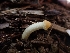  ( - HAY-F-003662)  @11 [ ] by-nc (2023) Sadie Hickey Fungal Diversity Survey