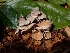  ( - HAY-F-003592)  @11 [ ] by-nc (2023) Sadie Hickey Fungal Diversity Survey