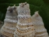  ( - HAY-F-003592)  @11 [ ] by-nc (2023) Sadie Hickey Fungal Diversity Survey