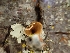  ( - HAY-F-003616)  @11 [ ] by-nc (2023) Sadie Hickey Fungal Diversity Survey