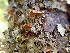  ( - HAY-F-003616)  @11 [ ] by-nc (2023) Sadie Hickey Fungal Diversity Survey