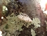  ( - HAY-F-003616)  @11 [ ] by-nc (2023) Sadie Hickey Fungal Diversity Survey