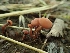  ( - HAY-F-003617)  @11 [ ] by-nc (2023) Sadie Hickey Fungal Diversity Survey