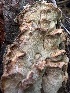  ( - HAY-F-002704)  @11 [ ] c (2023) Rudy Diaz Fungal Diversity Survey
