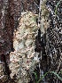  ( - HAY-F-002704)  @11 [ ] c (2023) Rudy Diaz Fungal Diversity Survey