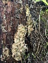  ( - HAY-F-002704)  @11 [ ] c (2023) Rudy Diaz Fungal Diversity Survey