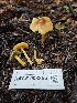  ( - HAY-F-003356)  @11 [ ] by (2023) Mandy Hackney Fungal Diversity Survey