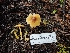  ( - HAY-F-003356)  @11 [ ] by (2023) Mandy Hackney Fungal Diversity Survey