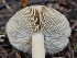  (Inocybe sp. glabrescens-CA01 - HAY-F-003355)  @11 [ ] by (2023) Mandy Hackney Fungal Diversity Survey
