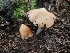  ( - HAY-F-003354)  @11 [ ] by (2023) Mandy Hackney Fungal Diversity Survey