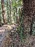  ( - HAY-F-003354)  @11 [ ] by (2023) Mandy Hackney Fungal Diversity Survey