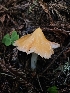  ( - HAY-F-003357)  @11 [ ] by (2023) Mandy Hackney Fungal Diversity Survey