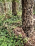  ( - HAY-F-003357)  @11 [ ] by (2023) Mandy Hackney Fungal Diversity Survey