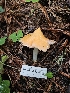  ( - HAY-F-003357)  @11 [ ] by (2023) Mandy Hackney Fungal Diversity Survey