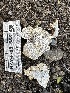  (Perenniporia sp. meridionalis-CA01 - HAY-F-001683)  @11 [ ] by-nc (2023) Bat Vardeh Fungal Diversity Survey
