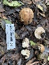  ( - HAY-F-001669)  @11 [ ] by-nc (2023) Bat Vardeh Fungal Diversity Survey