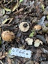  ( - HAY-F-001669)  @11 [ ] by-nc (2023) Bat Vardeh Fungal Diversity Survey