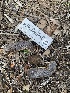 ( - HAY-F-001616)  @11 [ ] by-nc (2023) Bat Vardeh Fungal Diversity Survey