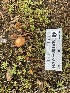  (Galerina sp. CA03 - HAY-F-001610)  @11 [ ] by-nc (2023) Bat Vardeh Fungal Diversity Survey