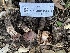  ( - HAY-F-001632)  @11 [ ] by-nc (2023) Bat Vardeh Fungal Diversity Survey