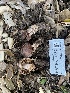  ( - HAY-F-001632)  @11 [ ] by-nc (2023) Bat Vardeh Fungal Diversity Survey