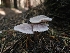  ( - HAY-F-003327)  @11 [ ] by (2023) Mandy Hackney Fungal Diversity Survey