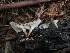  ( - HAY-F-003319)  @11 [ ] by (2023) Mandy Hackney Fungal Diversity Survey
