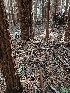  ( - HAY-F-003319)  @11 [ ] by (2023) Mandy Hackney Fungal Diversity Survey