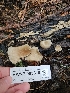  ( - HAY-F-003319)  @11 [ ] by (2023) Mandy Hackney Fungal Diversity Survey