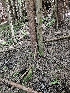  ( - HAY-F-003328)  @11 [ ] by (2023) Mandy Hackney Fungal Diversity Survey