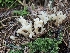  ( - HAY-F-003328)  @11 [ ] by (2023) Mandy Hackney Fungal Diversity Survey