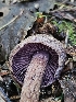  ( - HAY-F-003322)  @11 [ ] by (2023) Mandy Hackney Fungal Diversity Survey