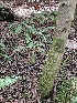 ( - HAY-F-003322)  @11 [ ] by (2023) Mandy Hackney Fungal Diversity Survey