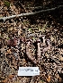  ( - HAY-F-003322)  @11 [ ] by (2023) Mandy Hackney Fungal Diversity Survey