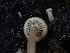  ( - HAY-F-003358)  @11 [ ] by (2023) Mandy Hackney Fungal Diversity Survey