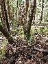  ( - HAY-F-003358)  @11 [ ] by (2023) Mandy Hackney Fungal Diversity Survey