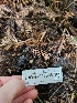  ( - HAY-F-003358)  @11 [ ] by (2023) Mandy Hackney Fungal Diversity Survey