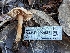  (Lepiota rhodophylla - HAY-F-002043)  @11 [ ] by-nc (2023) Stu Pickell Fungal Diversity Survey