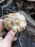  ( - HAY-F-002043)  @11 [ ] by-nc (2023) Stu Pickell Fungal Diversity Survey