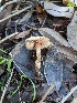  ( - HAY-F-002043)  @11 [ ] by-nc (2023) Stu Pickell Fungal Diversity Survey