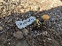  ( - HAY-F-002059)  @11 [ ] by-nc (2023) Stu Pickell Fungal Diversity Survey