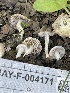  (Inocybe sp. IN46 - HAY-F-004171)  @11 [ ] by-nc (2023) Jaren Hockert Fungal Diversity Survey