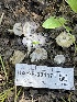  ( - HAY-F-004171)  @11 [ ] by-nc (2023) Jaren Hockert Fungal Diversity Survey
