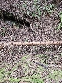  ( - HAY-F-003332)  @11 [ ] by (2023) Mandy Hackney Fungal Diversity Survey