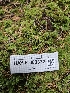  ( - HAY-F-003332)  @11 [ ] by (2023) Mandy Hackney Fungal Diversity Survey