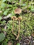  ( - HAY-F-003330)  @11 [ ] by (2023) Mandy Hackney Fungal Diversity Survey